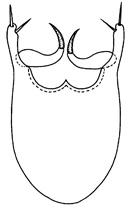 sicilodes